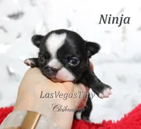Ninja, a male Chihuahua for sale in Las Vegas, NV – Photo 4 of 10