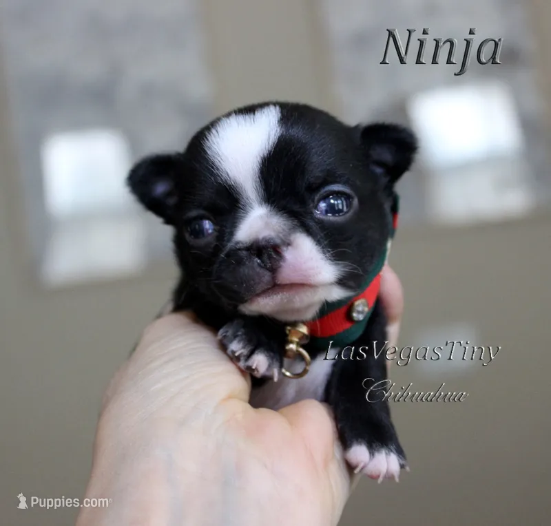 Ninja