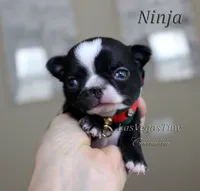 Ninja, a male Chihuahua for sale in Las Vegas, NV – Photo 1 of 10