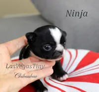 Ninja, a male Chihuahua for sale in Las Vegas, NV – Photo 10 of 10