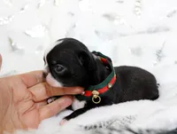 Ninja, a male Chihuahua for sale in Las Vegas, NV – Photo 2 of 3