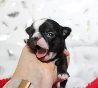 Ninja, a male Chihuahua for sale in Las Vegas, NV – Photo 3 of 3