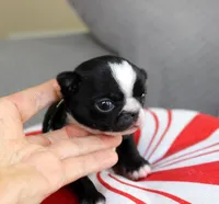 Ninja, a male Chihuahua for sale in Las Vegas, NV – Photo 1 of 3