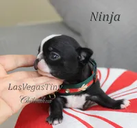 Ninja, a male Chihuahua for sale in Las Vegas, NV – Photo 9 of 10