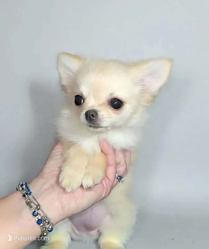 Tootsie – Chihuahua puppy for sale in Kingman, AZ