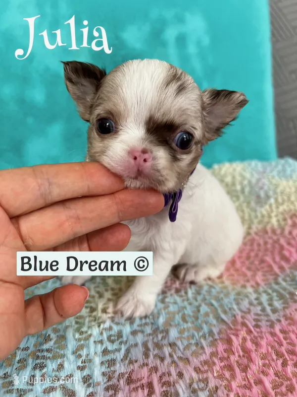 Julia – Chihuahua puppy for sale in Kingman, AZ