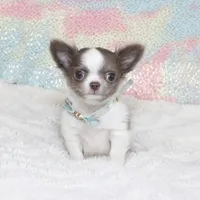 Wassabi, a male Chihuahua for sale in Las Vegas, NV – Photo 7 of 9