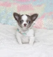 Wassabi, a male Chihuahua for sale in Las Vegas, NV – Photo 7 of 9