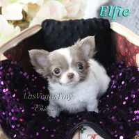 Wassabi, a male Chihuahua for sale in Las Vegas, NV – Photo 9 of 9