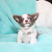 Wassabi, a male Chihuahua for sale in Las Vegas, NV – Photo 5 of 9