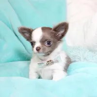 Wassabi, a male Chihuahua for sale in Las Vegas, NV – Photo 4 of 9