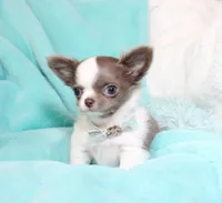 Wassabi, a male Chihuahua for sale in Las Vegas, NV – Photo 4 of 9