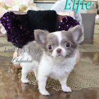 Wassabi, a male Chihuahua for sale in Las Vegas, NV – Photo 8 of 9