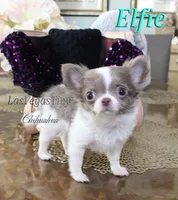 Wassabi, a male Chihuahua for sale in Las Vegas, NV – Photo 8 of 9