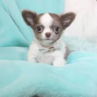 Wassabi, a male Chihuahua for sale in Las Vegas, NV – Photo 3 of 9