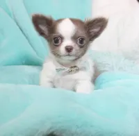 Wassabi, a male Chihuahua for sale in Las Vegas, NV – Photo 3 of 9