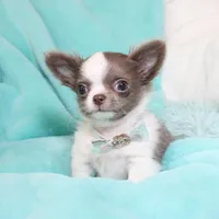 Wassabi, a male Chihuahua for sale in Las Vegas, NV – Photo 1 of 9