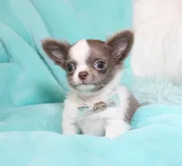 Wassabi, a male Chihuahua for sale in Las Vegas, NV – Photo 1 of 9