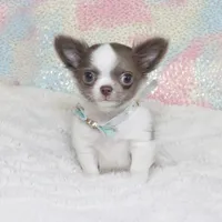 Wassabi, a male Chihuahua for sale in Las Vegas, NV – Photo 6 of 9