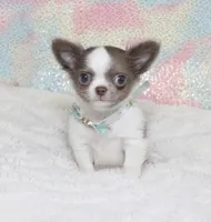 Wassabi, a male Chihuahua for sale in Las Vegas, NV – Photo 6 of 9