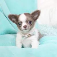 Wassabi, a male Chihuahua for sale in Las Vegas, NV – Photo 2 of 9