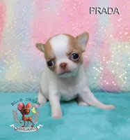 Prada, a female Chihuahua for sale in Kingman, AZ – 6 of 7