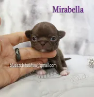 Mirabella, a female Chihuahua for sale in Kingman, AZ – 4 of 4