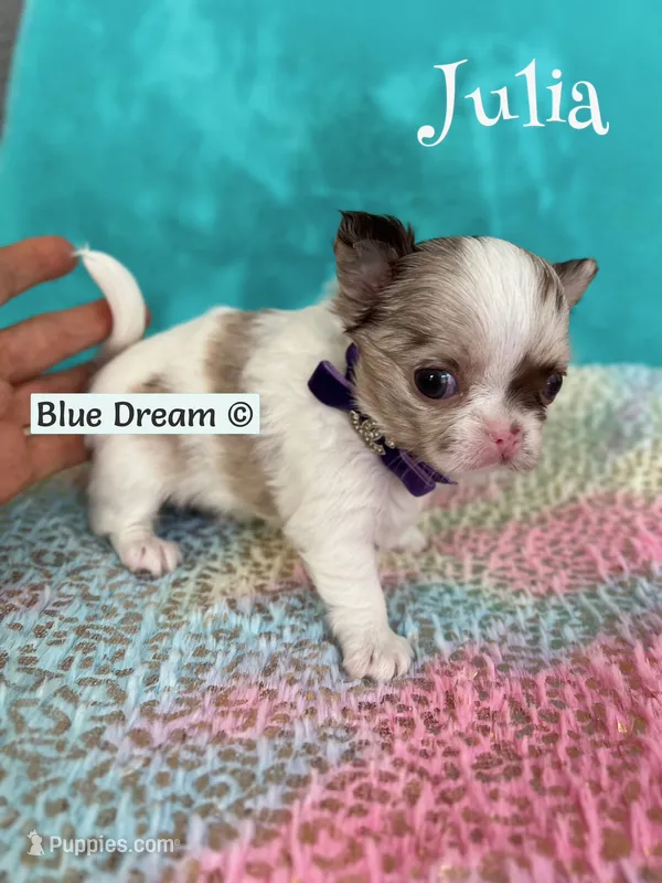 Julia – Chihuahua puppy for sale in Kingman, AZ