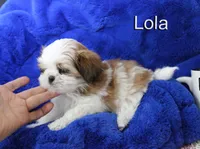 lola, a female Shih Tzu for sale in Kingman, AZ – 4 of 8
