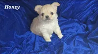 Honey, a female Chihuahua for sale in Kingman, AZ – 3 of 4