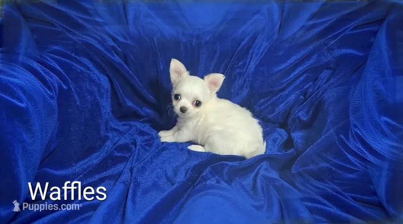 Waffle – Chihuahua puppy for sale in Kingman, AZ