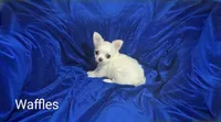 Waffle, a male Chihuahua for sale in Kingman, AZ – 1 of 1