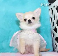 FOXI, a female Chihuahua for sale in Kingman, AZ – 7 of 10