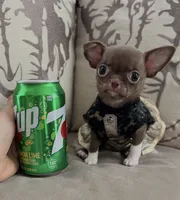 Teacup Truffle, a female Chihuahua for sale in Kingman, AZ – 6 of 10