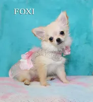 FOXI, a female Chihuahua for sale in Kingman, AZ – 6 of 10