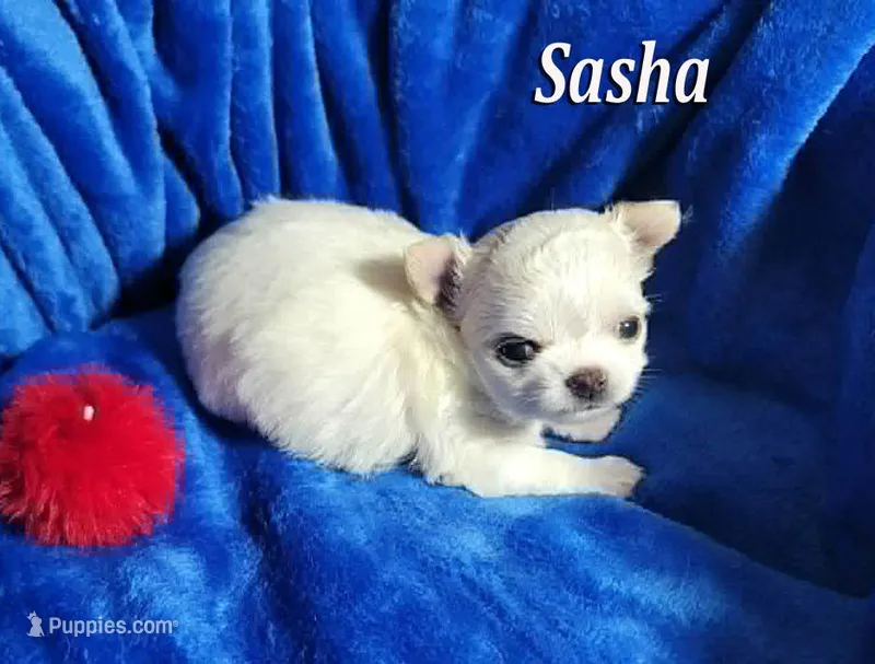 Sasha – Chihuahua puppy for sale in Las Vegas, NV