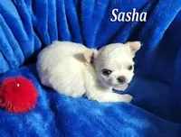 Sasha, a female Chihuahua for sale in Las Vegas, NV – 1 of 1