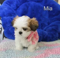 Mia, a female Shih Tzu for sale in Kingman, AZ – 6 of 9