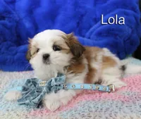 lola, a female Shih Tzu for sale in Kingman, AZ – 6 of 8