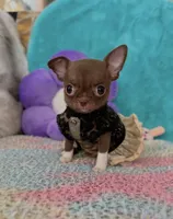 Teacup Truffle, a female Chihuahua for sale in Kingman, AZ – 8 of 10