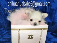 Tootsie, a female Chihuahua for sale in Kingman, AZ – 3 of 4