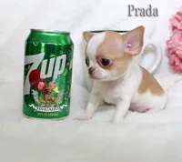 Prada, a female Chihuahua for sale in Kingman, AZ – 2 of 9