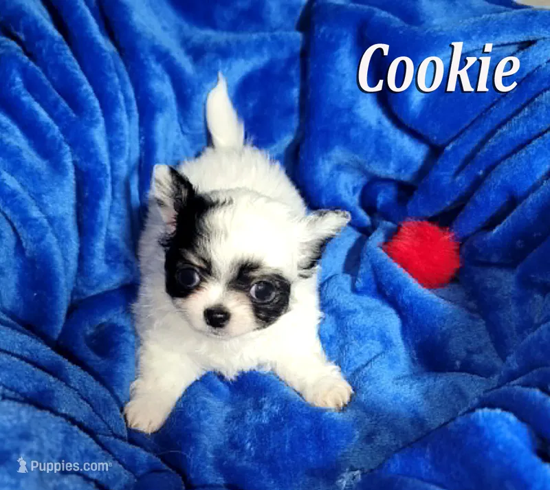 tiny Cookie – Chihuahua puppy for sale in Las Vegas, NV