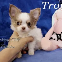 Troy lilac tan white, a male Chihuahua for sale in Las Vegas, NV – Photo 6 of 6