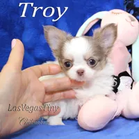 Troy lilac tan white, a male Chihuahua for sale in Las Vegas, NV – Photo 2 of 6