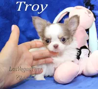 Troy lilac tan white, a male Chihuahua for sale in Las Vegas, NV – Photo 2 of 6
