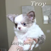 Troy lilac tan white, a male Chihuahua for sale in Las Vegas, NV – Photo 4 of 6