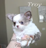 Troy lilac tan white, a male Chihuahua for sale in Las Vegas, NV – Photo 4 of 6