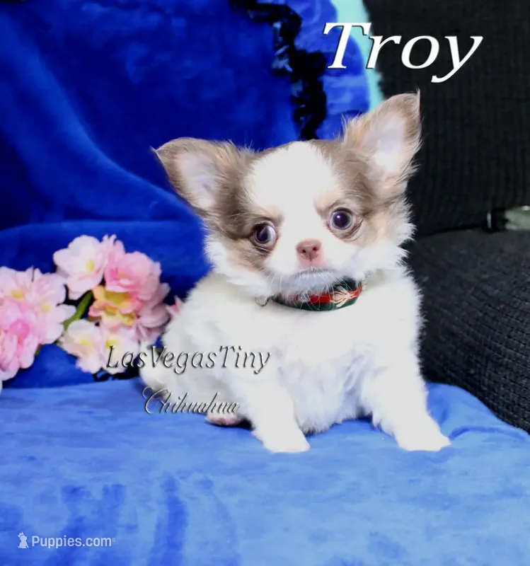 Troy lilac tan white