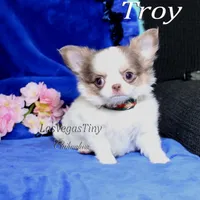 Troy lilac tan white, a male Chihuahua for sale in Las Vegas, NV – Photo 1 of 6